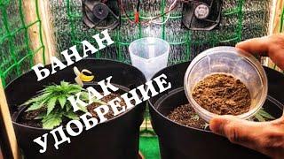 Выращивание конопли !) банан  как удобрение !))) «СТЕЛС ГРОУБОКС»