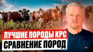 Лучшие породы КРС в мире сравнение пород коров породы скота