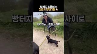 말려도 소용없는 집념의 댕댕이들 #개고집 #개웃김