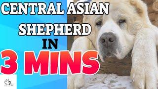 CENTRAL ASIAN SHEPHERD Dog Breed in 3 Minutes (2021)! DogCastTV!