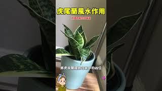 虎尾蘭風水作用#虎尾兰 #園藝 #花花世界