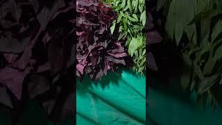 fresh vegetables #indianfood #villagelife #cooking #food #vegetarian #thetraditionallife #green