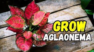 How to Grow Aglaonema Plant from a Leaf | Easy Propagation Tips