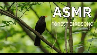 Звуки природи України. Спів птахів в буковому лісі.\ Birds singing in the beech forest ASMR