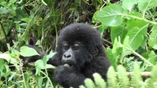 Mountain Gorilla juvenile playing alone, Volcanoes NP, Rwanda