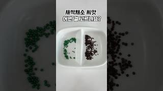 새싹채소 씨앗은 꼭 이걸 확인! #shorts #seeds #씨앗 #무농약 #수경재배 #팁