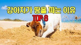 [랭킹스토리] 강아지가 땅을 파는 이유 TOP8