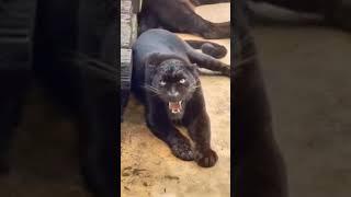 Black panther sound #shortsfeed #shorts #love #best #sound #panthers #wildlife #nature #roar
