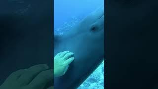 Polynesia sightings diary #diving #scubadiving #frenchpolynesia #padi #immersione #dolphin #shark