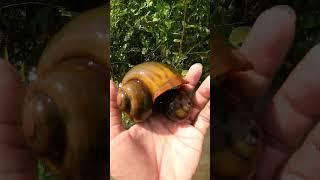 Big Snails video in flooded forest #naturelover #freshwater #niceplace