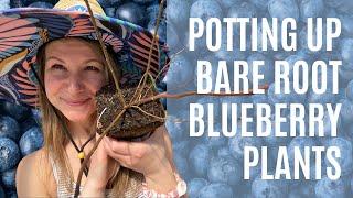 Potting Up Bare Root Blueberries 🫐 | Behind The Scenes At Our Plant Nursery!