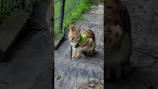 Alert and Curious Killer: My Serval's Mysterious Fascination
