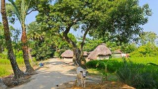 Indian Tribal Village Life | Santhal Tribe in India West Bengal | Bankura and Purulia Village |