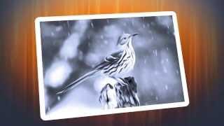 Airbrush Drawings from Photos with AKVIS AirBrush!