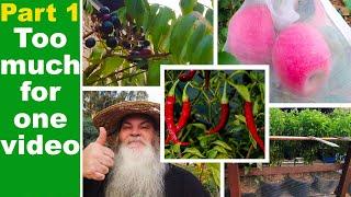 Autumn Orchard and Vegetables Tour. Australian Garden part 1