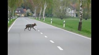 Wolfssichtung im LK Lüchow Dannenberg zwischen Lensian und Güstritz