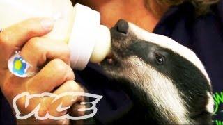 Cute Baby Badgers! | The Cute Show