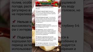 основные секреты выращивания крупного чеснока.