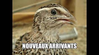 Nouveaux arrivants