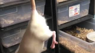 Live Feeding Graphic Content Big Rat for Big Boa Highonsnakes Death by Constriction