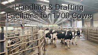 Handling & Drafting Facilities For 1700 Cows | Scotland