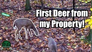 DEER ATE EVERYTHING! I Declared War! Urban Deer Hunting