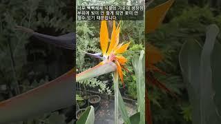 Birds of paradise / If you want to see flowers, please take a look