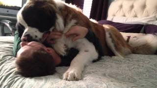 Sully the Saint Bernard - Being Needy (Original)