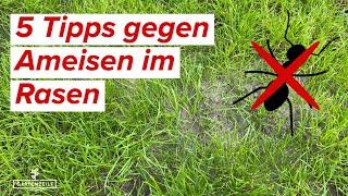 5 Tipps gegen Ameisen im Rasen  Diese Hausmittel helfen schnell gegen Ameisen!