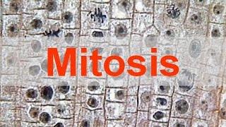 Mitosis