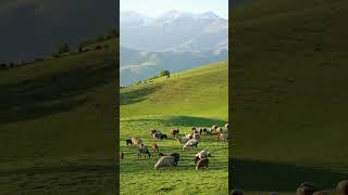 那就祝你幸福 无论在哪 无论和谁 #旅行大玩家 #治愈系风景 #那拉提 #总要去一趟新疆吧
