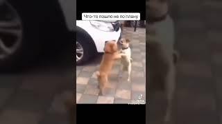 хахахах