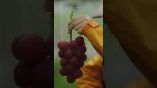 The World's Most Expensive Grapes: Ruby Roman | Global Cuisine TV #shorts  #food #fruit