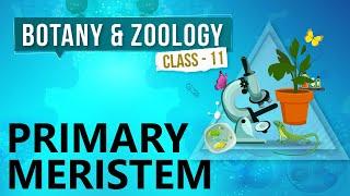 Primary Meristem - Morphology of Flowering Plants - Biology Class 11