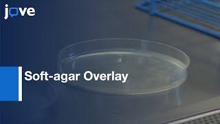 Soft-agar Overlay Screening for Inhibitory Compounds | Protocol Preview