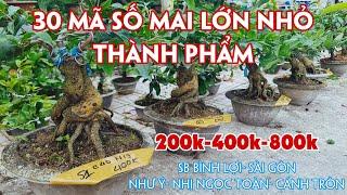 12/11. 30 Mã Số Mai Vàng Thành Phẩm Giá Rẻ Đầy Đủ Loại Giống.Trang 0359910781