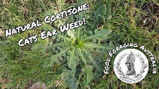The Amazing Properties of the Cats Ear! (Hypochaeris radicata)