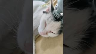 Let's Play Tom & Jerry  #Shorts #Trending #Short #Malayalam #AswinC #Viral #Cat #Catvideos #Cats