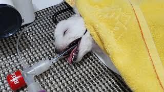 개의 유치 송곳니 발치1 상악 Deciduous Canine Extraction in a Dog