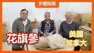 中藥篇 7｜花旗參