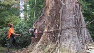 Big Tree Cutting and tree climbing by Ace Tree Management