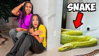 SNAKE in our HOUSE | FamousTubeFamily