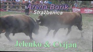 Udarna borba, Jelenko & Cvijan. Arena Borik Stražbenica. Bubanj & Svirale.