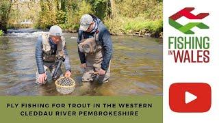 Fly Fishing for Trout in the Western Cleddau River, Pembrokeshire West Wales