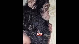 gorilla ：“Don't disturb my sleep.”  #pets #monkey #gorilla #animal #funny #interesting #cute