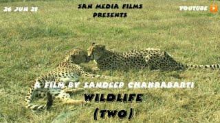 WILDLIFE - TWO (2021) // DOCUMENTARY FILM // SAN MEDIA FILMS // SANDEEP CHAKRABARTI