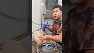 Showering the dogs in our Motorhome #motorhome #motorhomelife #motorhomeliving #rv  #fulltimervers