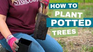 Get Fruit Faster! How to Plant a Potted Tree - Stark Bro's EZ Start Exclusive