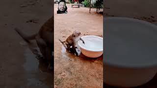 Monkey #subscribe #viral #funny #love