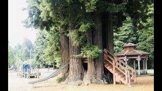 128 Years Old Sequoia Park In Eureka, California